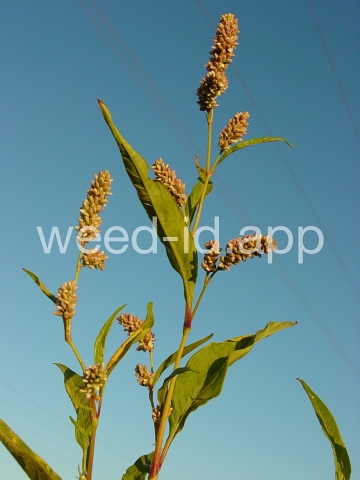 smartweed, pale